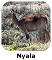 Nyala